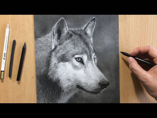 2 Wolf Drawing