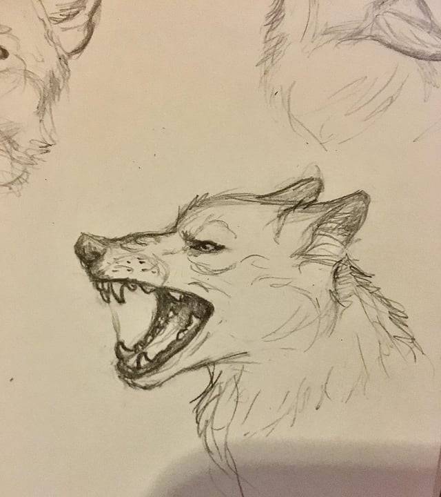 Amazing Wolf Drawings