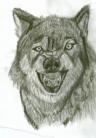 Big Wolf Drawing