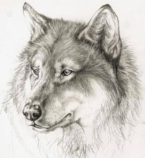 Cute Drawing Of A Wolf