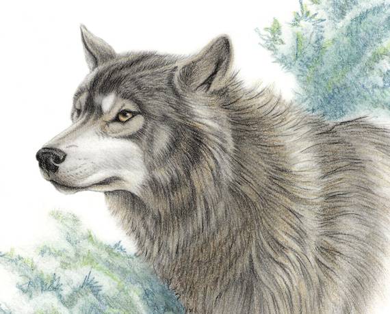 Draw A Realistic Wolf