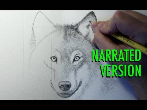 Draw A Wolf Step By Step