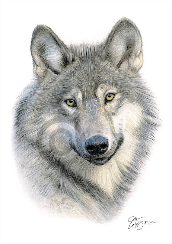 Drawing Of A Wolf Easy