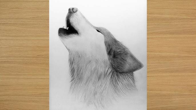 Easy Realistic Wolf Drawing