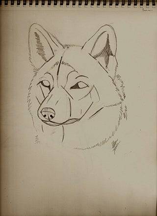 Gray Wolf Sketch