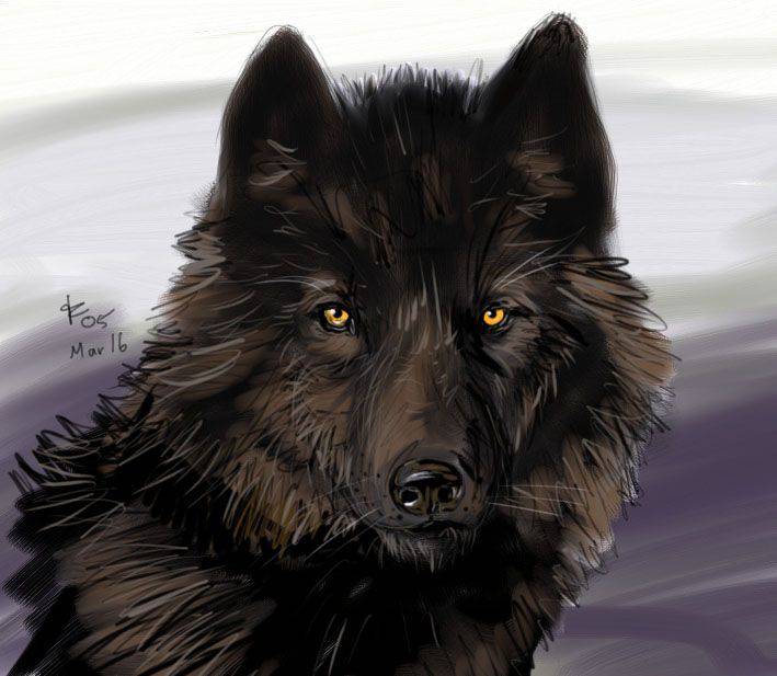 Grey Wolf Drawing Easy