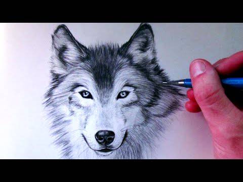 Howling Wolf Drawing Easy