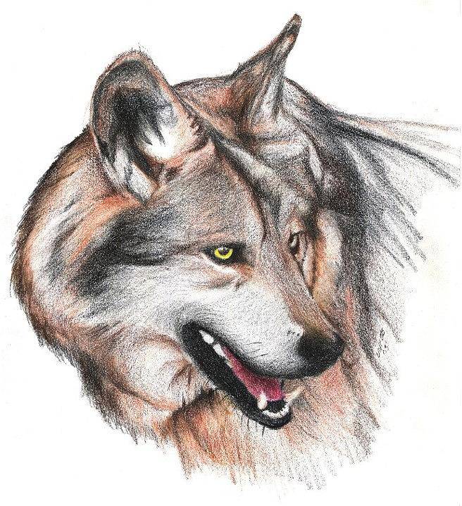 Pencil Art Wolf