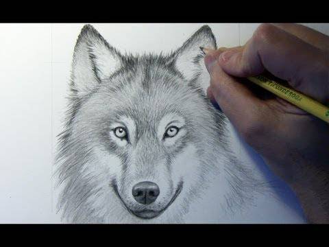 Pencil Werewolf Drawing