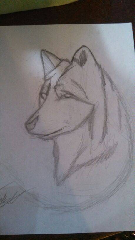 Purple Wolf Drawing