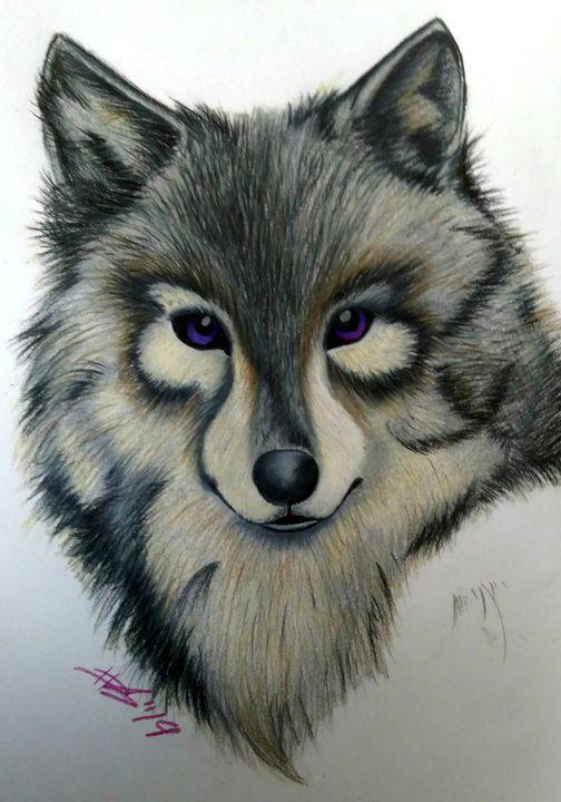 Realistic Wolf Drawing Easy