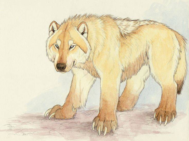 100+ Easy Wolf Drawing Ideas