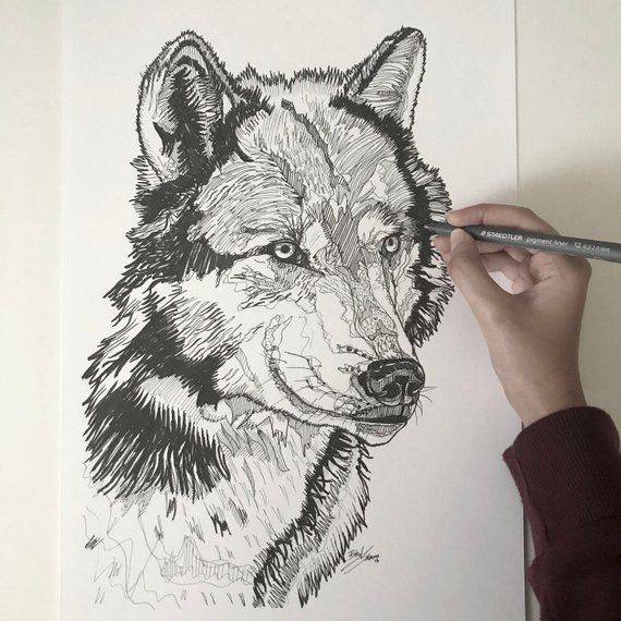 Sketch Drawing Wolf